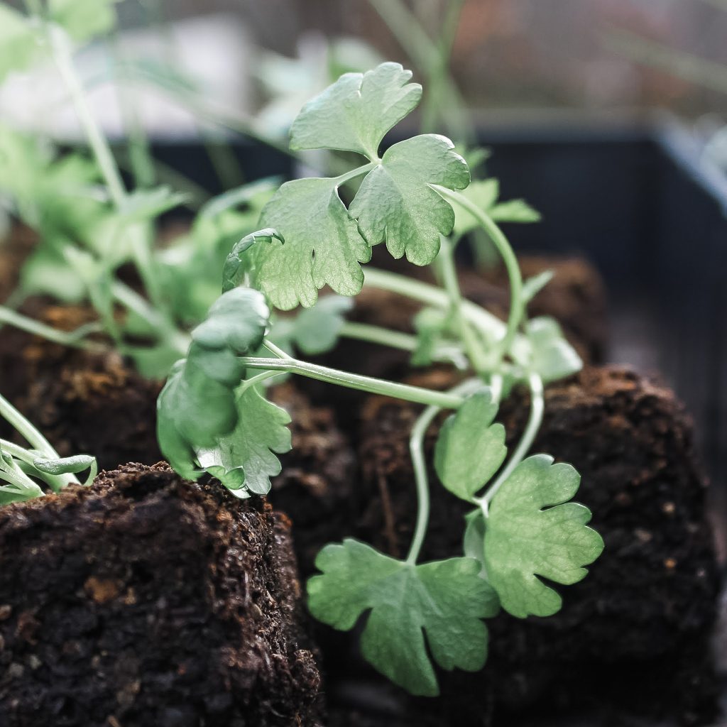 Best Fruits Vegetables To Grow In Zone 7B 2022 