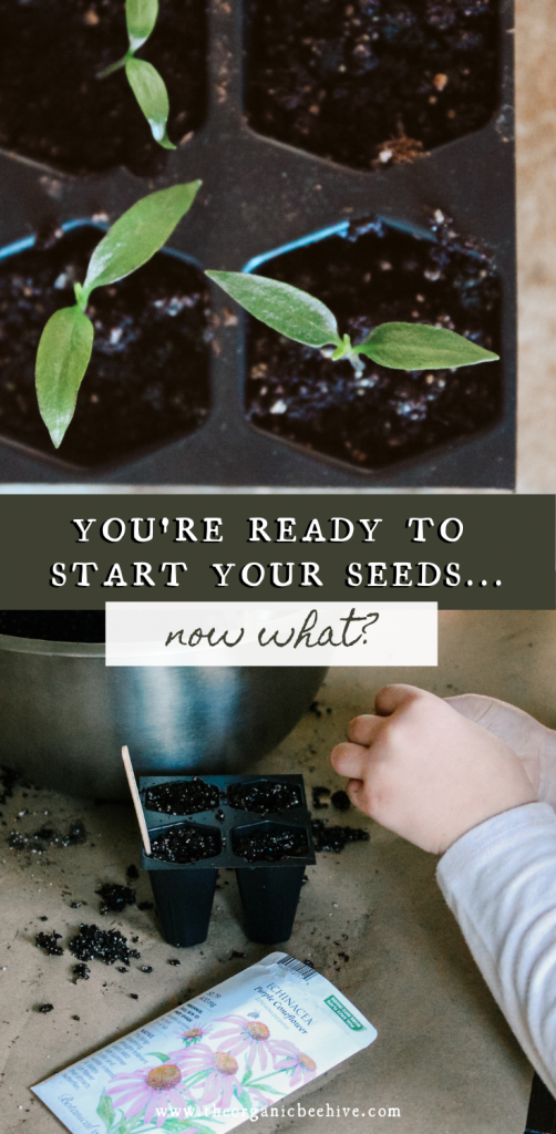 If you're ready to start seeds, check out this post on the steps for getting started. 