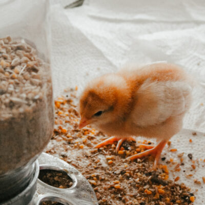 a baby chick feeding