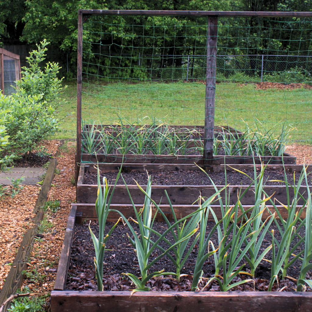 4 raised garden beds with garlic growing